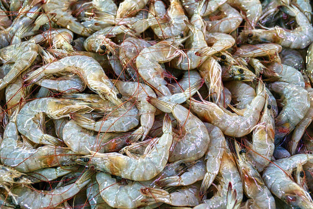Is Shrimp Bad for a Diabetic  