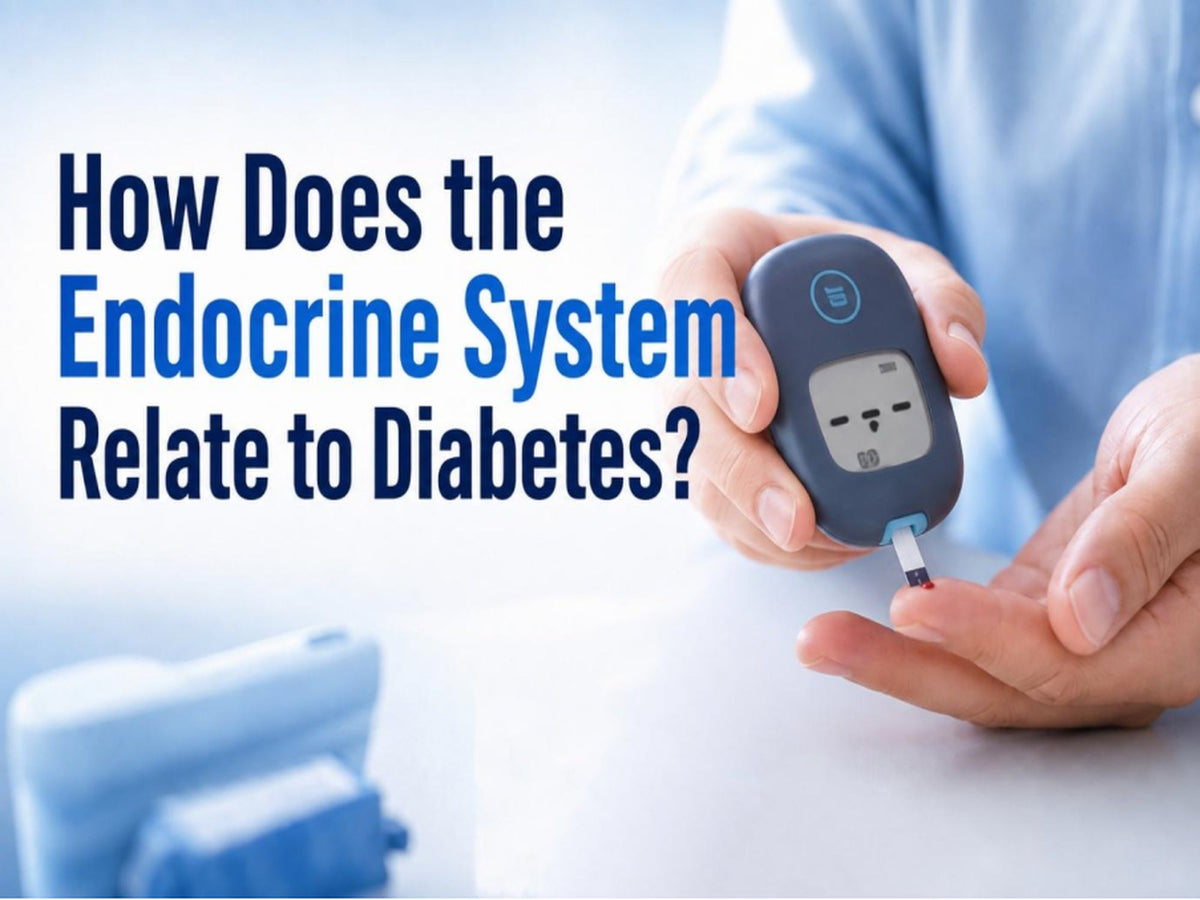 How Does the Endocrine System Relate to Diabetes?