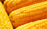 Can People with Diabetes Eat Sweet Corn? (Facts and Data)